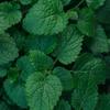 Image of Lemon Balm